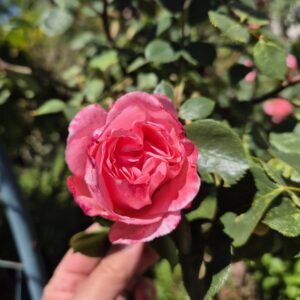 Rosenblüten Gelee
